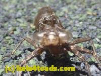 /home//u458753944/public_html/sourcegallery////////////////////////////////////////Insects and small critters/dragonflies and damselflies/P1070485.JPG